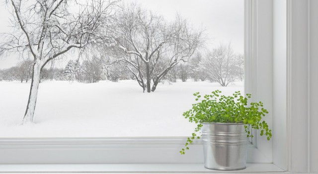 Как подготовить домашние растения к зиме