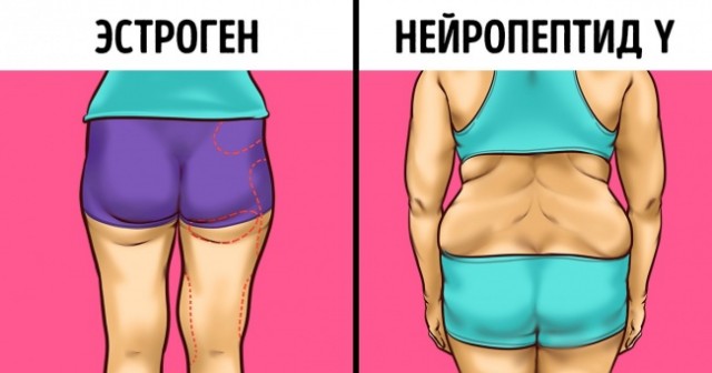 Как обмануть гормоны, из-за которых мы набираем лишний вес
