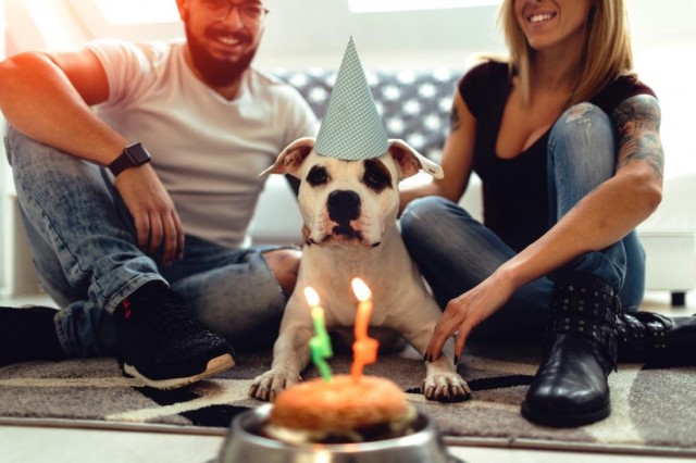 Правда ли, один год жизни собаки равен 7 годам человека?