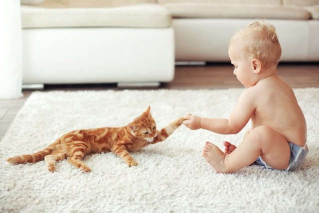 Малыш и кошка: воспитание любовью.