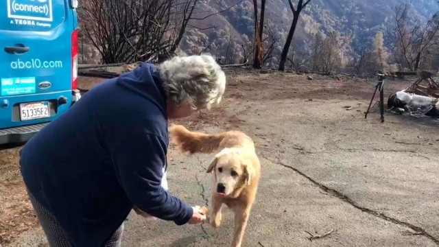 Собака охраняла руины дома после пожара