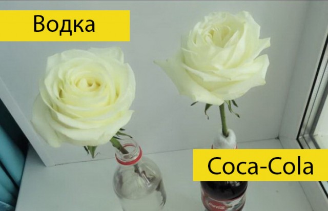 Водка или Coca-Cola: Российский блогер провел эксперимент