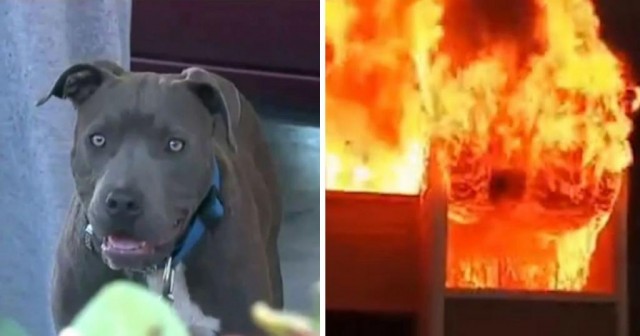 Собака вытащила ребенка из горящего дома
