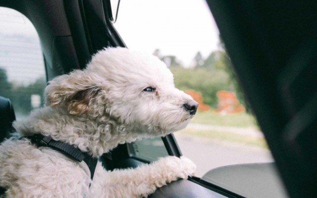 Что так привлекает собак в поездках на машине