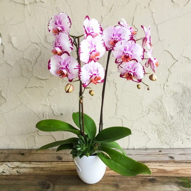 Как сажать орхидею в горшок: правила, секреты и советы