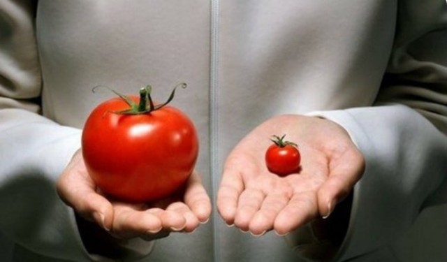 Как определить помидоры с ГМО