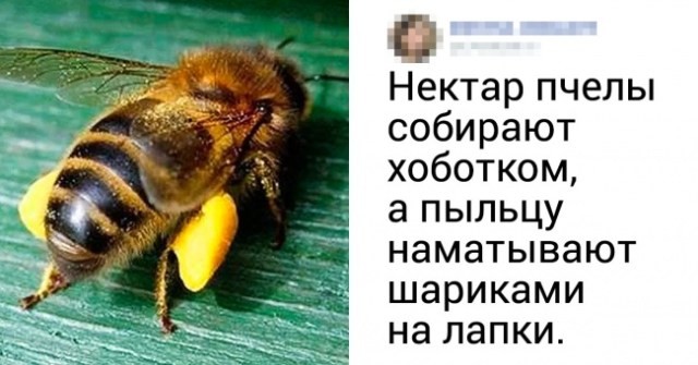 Полезные факты о пчелах и меде