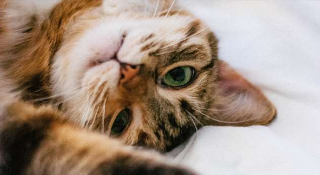 Безопасные породы кошек для людей с аллергией на шерсть