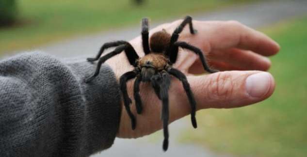 Откуда взялась арахнофобия — страх перед пауками?