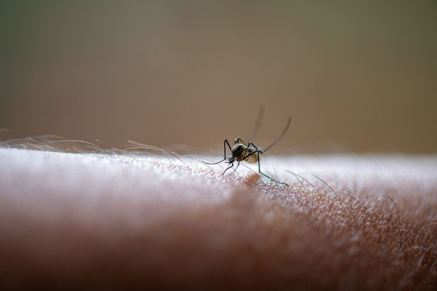 Cредства, которые избавят вас от зуда при укусе комара