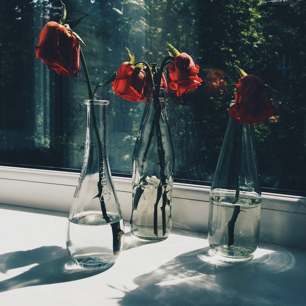 Почему розы быстро вянут в вазе?