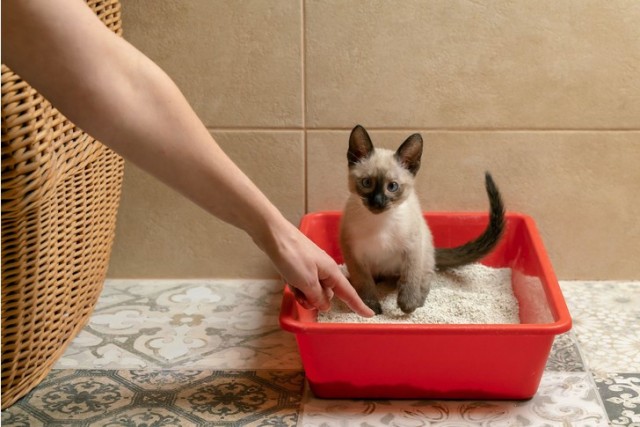 Запаситесь терпением: как приучить котенка к лотку